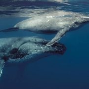 Qué es la COP 16