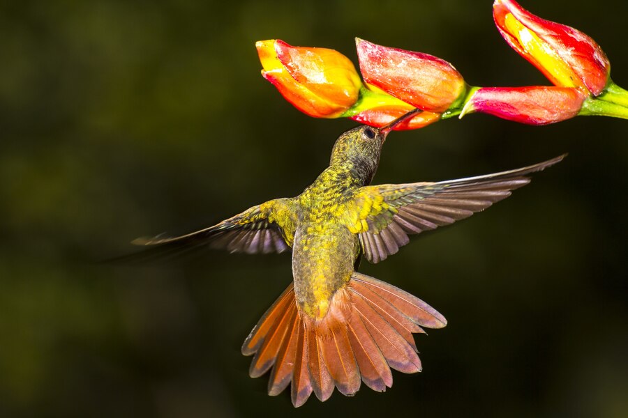 ¿Qué significado espiritual tiene el colibrí?
