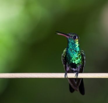 El colibrí se ha ganado varios significados a lo largo de la historia humana. Cada cultura le ha asignado una referencia particular.