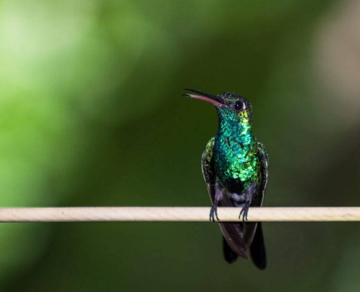 El colibrí se ha ganado varios significados a lo largo de la historia humana. Cada cultura le ha asignado una referencia particular.