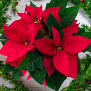 Flor de Nochebuena esta es su historia y los cuidados que debes ofrecerle