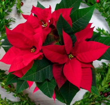 Flor de Nochebuena esta es su historia y los cuidados que debes ofrecerle