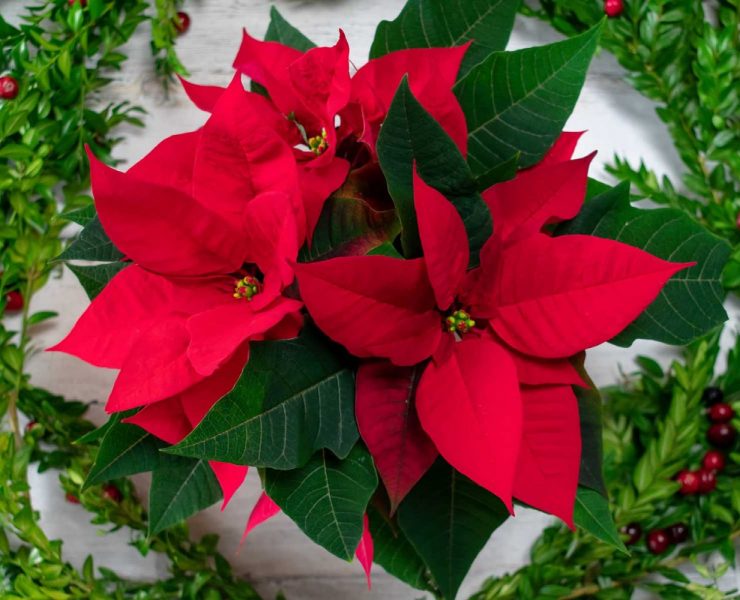 Flor de Nochebuena esta es su historia y los cuidados que debes ofrecerle