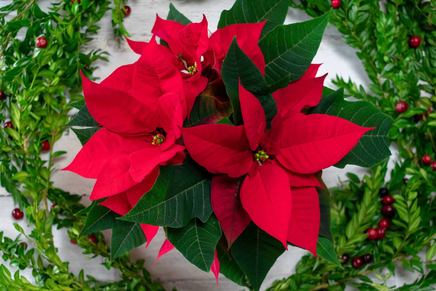 Flor de Nochebuena esta es su historia y los cuidados que debes ofrecerle