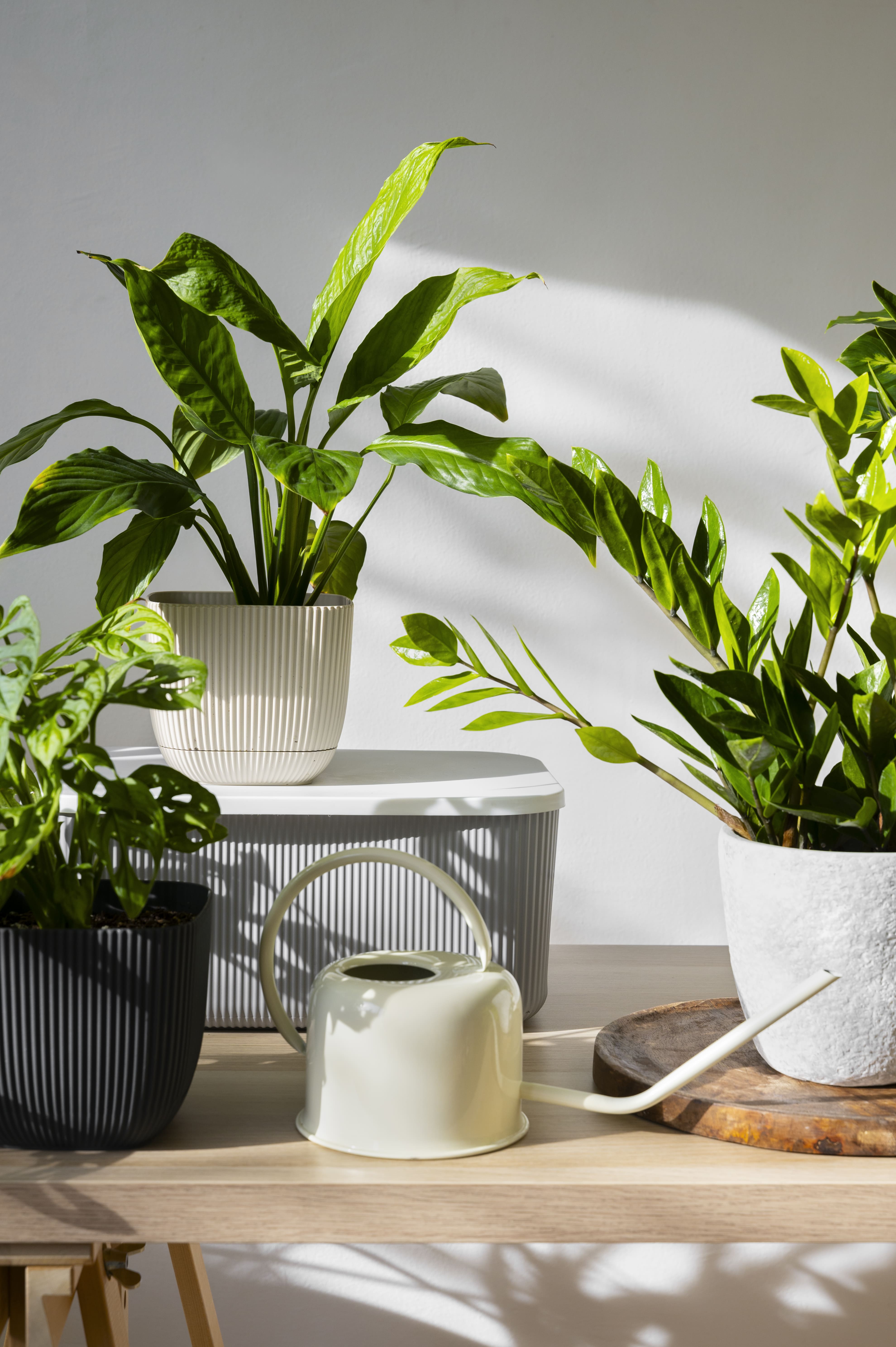 ¿Qué significa tener muchas plantas dentro de la casa, según la psicología?