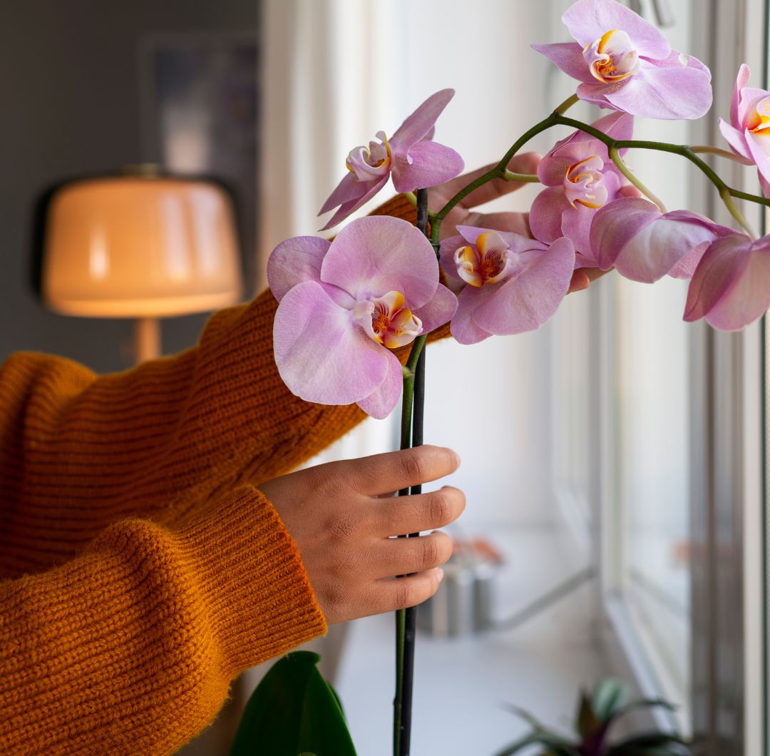 Descubre cómo revivir una orquídea marchita con cuidados sencillos que estimulan su crecimiento y hacen que vuelva a florecer.