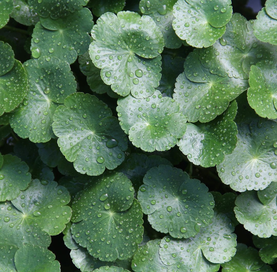 Qué es la centella asiática y cuáles son sus beneficios