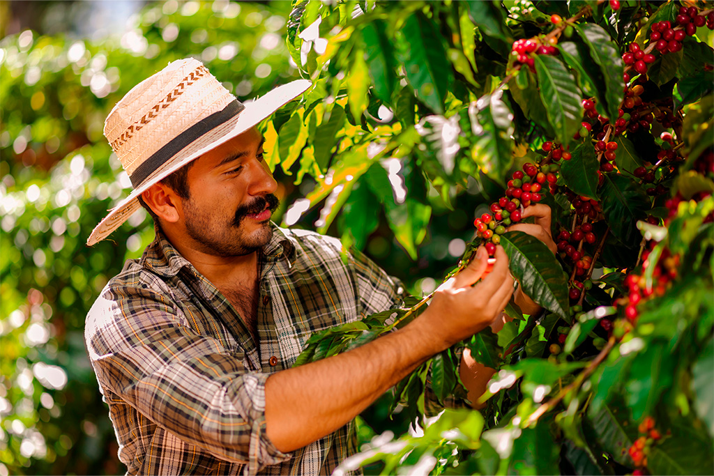El café en Colombia forma parte de la identidad nacional