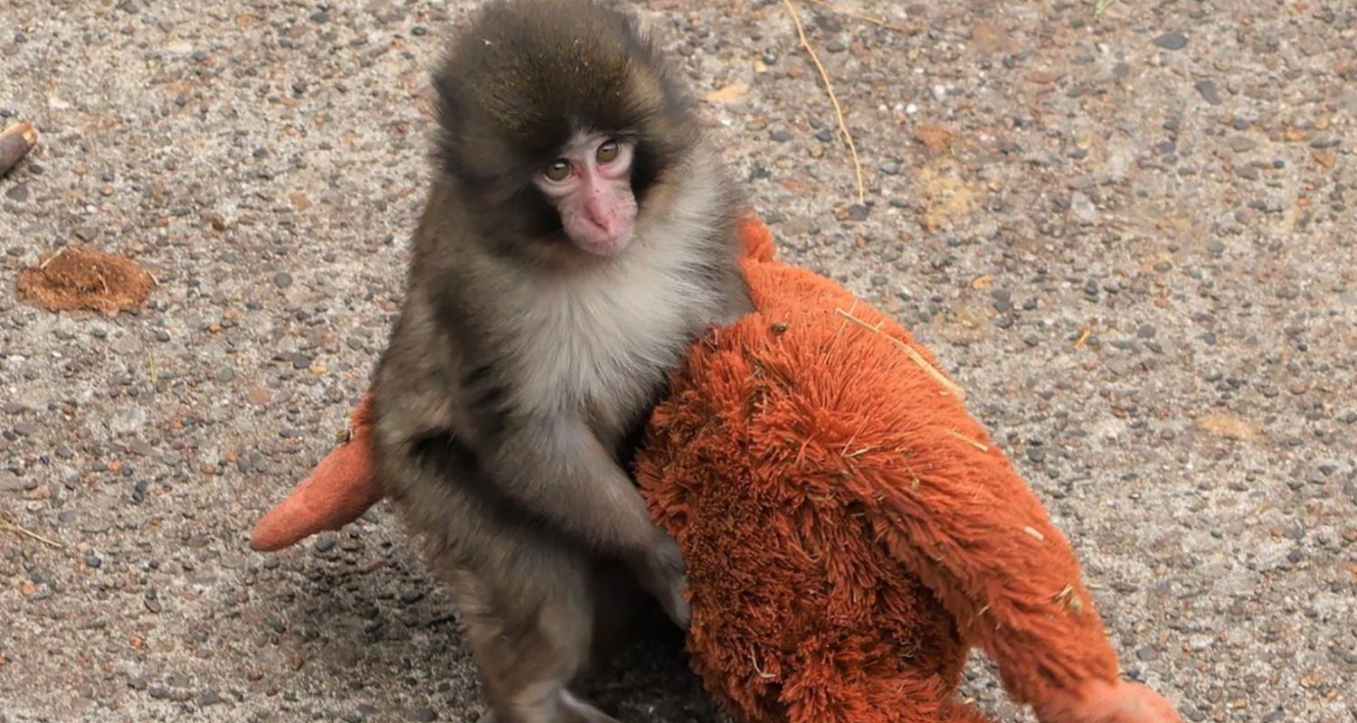Punch: El mono que encontró refugio en un peluche y se volvió viral